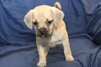 processed/e0cc223b-e5e2-4270-86ec-14351bf2b779/listing/71629f7d-dfcf-44ce-9774-0ebfb85e1870/50202ec4-b479-4187-a822-f4fe983cd64f