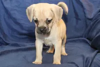 processed/e0cc223b-e5e2-4270-86ec-14351bf2b779/listing/71629f7d-dfcf-44ce-9774-0ebfb85e1870/c372cf34-5565-4a06-a177-3fe3e8d17ff3