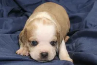 Belle, a female Puggle for sale in Clarkson, KY – 3 of 4