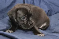 Vader, a male Puggle for sale in Clarkson, KY – 9 of 9