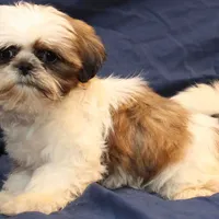 Romeo, a male Shih Tzu for sale in Clarkson, KY – Photo 2 of 4