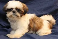 Romeo, a male Shih Tzu for sale in Clarkson, KY – Photo 2 of 4
