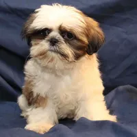 Romeo, a male Shih Tzu for sale in Clarkson, KY – Photo 1 of 4