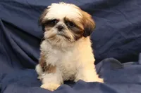Romeo, a male Shih Tzu for sale in Clarkson, KY – Photo 1 of 4