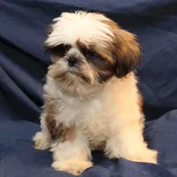 Romeo, a male Shih Tzu for sale in Clarkson, KY – Photo 3 of 4