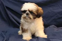 Romeo, a male Shih Tzu for sale in Clarkson, KY – Photo 3 of 4