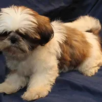 Romeo, a male Shih Tzu for sale in Clarkson, KY – Photo 4 of 4