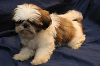 Romeo, a male Shih Tzu for sale in Clarkson, KY – Photo 4 of 4