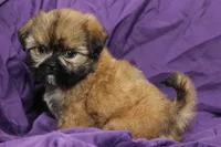 Indy, a male Shih Tzu for sale in Clarkson, KY – 4 of 5