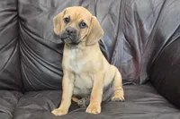 Bailey, a male Puggle for sale in Clarkson, KY – 2 of 10