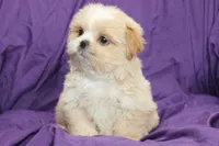 Pearl, a female Shihpoo for sale in Clarkson, KY – 4 of 4