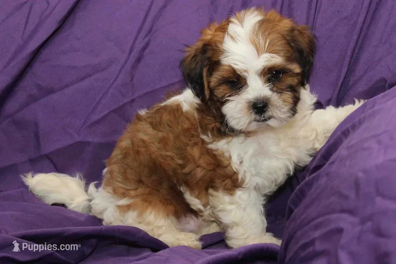 Scout – Shihpoo, Shih Tzu puppy for sale in Clarkson, KY