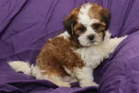 Scout, a male Shihpoo and Shih Tzu for sale in Clarkson, KY – 1 of 6