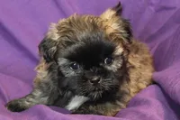 Lucy, a female Shih Tzu for sale in Clarkson, KY – Photo 2 of 3