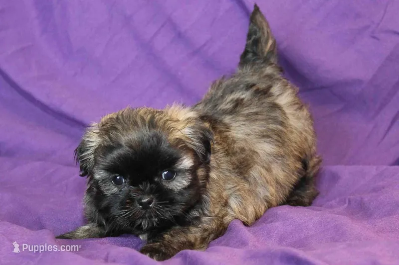 Lucy – Shih Tzu puppy for sale in Clarkson, KY