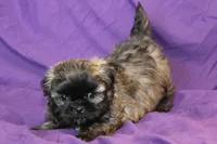 Lucy, a female Shih Tzu for sale in Clarkson, KY – Photo 1 of 3