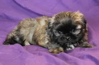 Lucy, a female Shih Tzu for sale in Clarkson, KY – Photo 3 of 3
