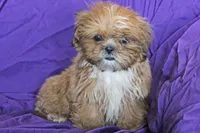 Pudding, a male Shih Tzu for sale in Clarkson, KY – 3 of 3