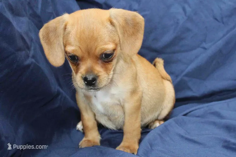 Theo – Puggle puppy for sale in Clarkson, KY