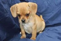 Theo, a male Puggle for sale in Clarkson, KY – 1 of 8