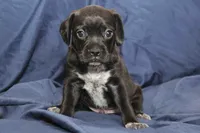 Guiness, a male Puggle for sale in Clarkson, KY – 3 of 9