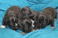 Black boy first generation, a male Puggle for sale in Clarkson, KY – 2 of 4