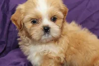 Comet, a male Shihpoo and Shih Tzu for sale in Clarkson, KY – 2 of 5