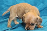 Theo, a male Puggle for sale in Clarkson, KY – 2 of 8