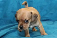 Theo, a male Puggle for sale in Clarkson, KY – 3 of 8