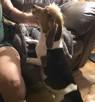 Theo, a male Puggle for sale in Clarkson, KY – Photo 3 of 3