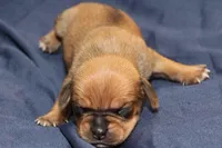 Theo, a male Puggle for sale in Clarkson, KY – Photo 1 of 3