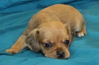 Theo, a male Puggle for sale in Clarkson, KY – 4 of 8