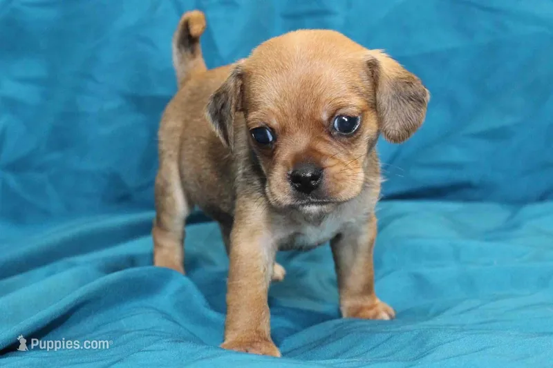 Theo – Puggle puppy for sale in Clarkson, KY