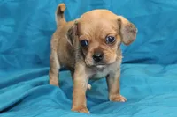 Theo, a male Puggle for sale in Clarkson, KY – 1 of 8