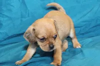 Theo, a male Puggle for sale in Clarkson, KY – 5 of 8