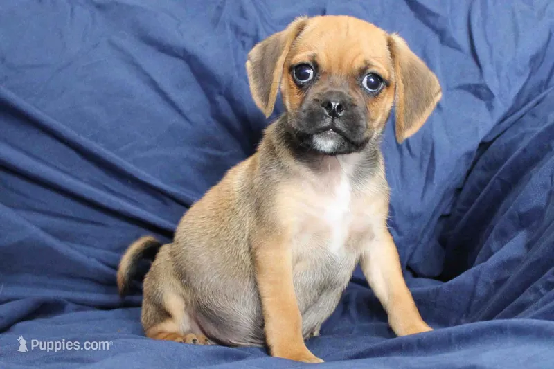 Dash – Puggle puppy for sale in Clarkson, KY