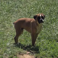Roxy, a female Boxer for sale in Clarkson, KY – 6 of 6