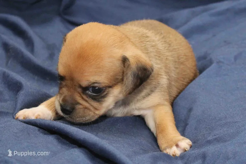 Leia – Puggle puppy for sale in Clarkson, KY