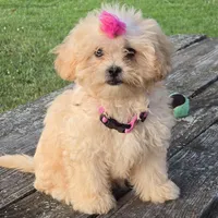 Libby, a female Shihpoo for sale in Clarkson, KY – Photo 6 of 9