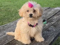 Libby, a female Shihpoo for sale in Clarkson, KY – Photo 6 of 9