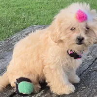 Libby, a female Shihpoo for sale in Clarkson, KY – Photo 8 of 9