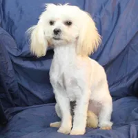 Libby, a female Shihpoo for sale in Clarkson, KY – Photo 4 of 9