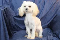 Libby, a female Shihpoo for sale in Clarkson, KY – Photo 4 of 9