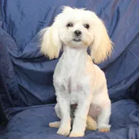 Libby, a female Shihpoo for sale in Clarkson, KY – Photo 2 of 9