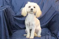 Libby, a female Shihpoo for sale in Clarkson, KY – Photo 2 of 9