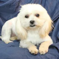 Libby, a female Shihpoo for sale in Clarkson, KY – Photo 3 of 9