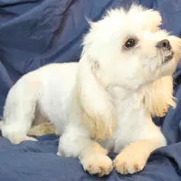 Libby, a female Shihpoo for sale in Clarkson, KY – Photo 5 of 9