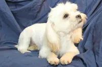 Libby, a female Shihpoo for sale in Clarkson, KY – Photo 5 of 9