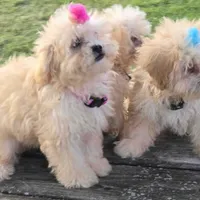 Libby, a female Shihpoo for sale in Clarkson, KY – Photo 7 of 9