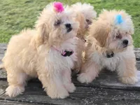 Libby, a female Shihpoo for sale in Clarkson, KY – Photo 7 of 9